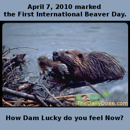 April 7, 2010 marked the 
first international Beaver Day. How Dam Lucky do you feel Now? TheDailyDose.com .