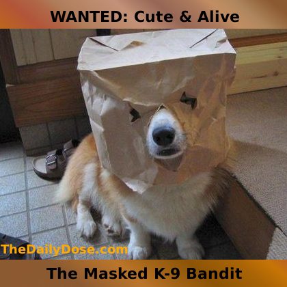 2010-april-13-masked-dog.jpg