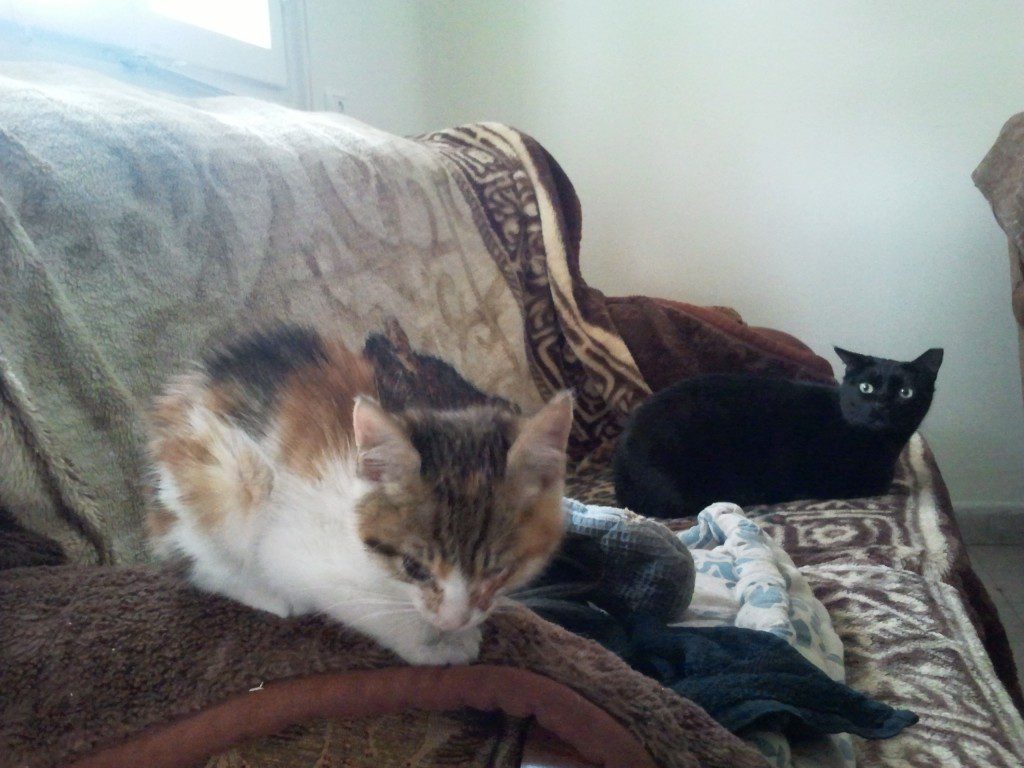 bucket the kitten and pumi the cat relaxing on a couch january 2012